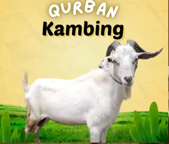 Kurban - Qurban Kambing  jombang cilegon