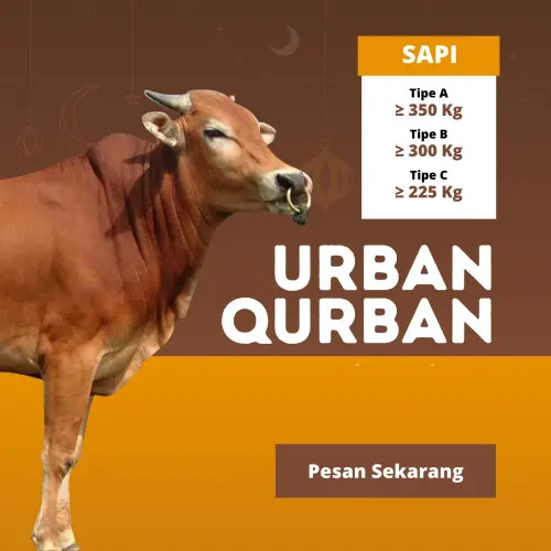 Kurban - Qurban Sapi  jombang cilegon